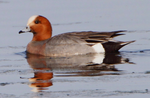 Eurasian Wigeon - Allen Smith