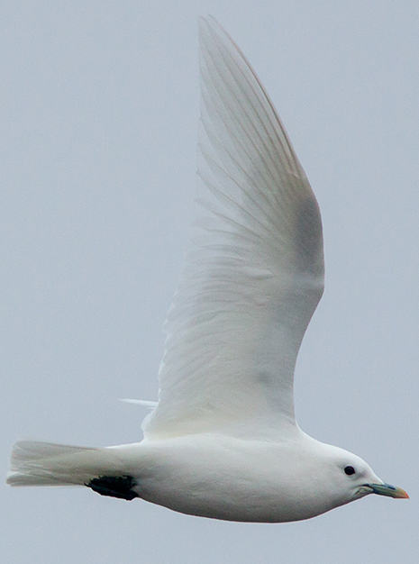 Ivory Gull - Peter Kondrashov